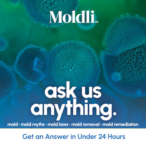 Ask Moldli anything about mold